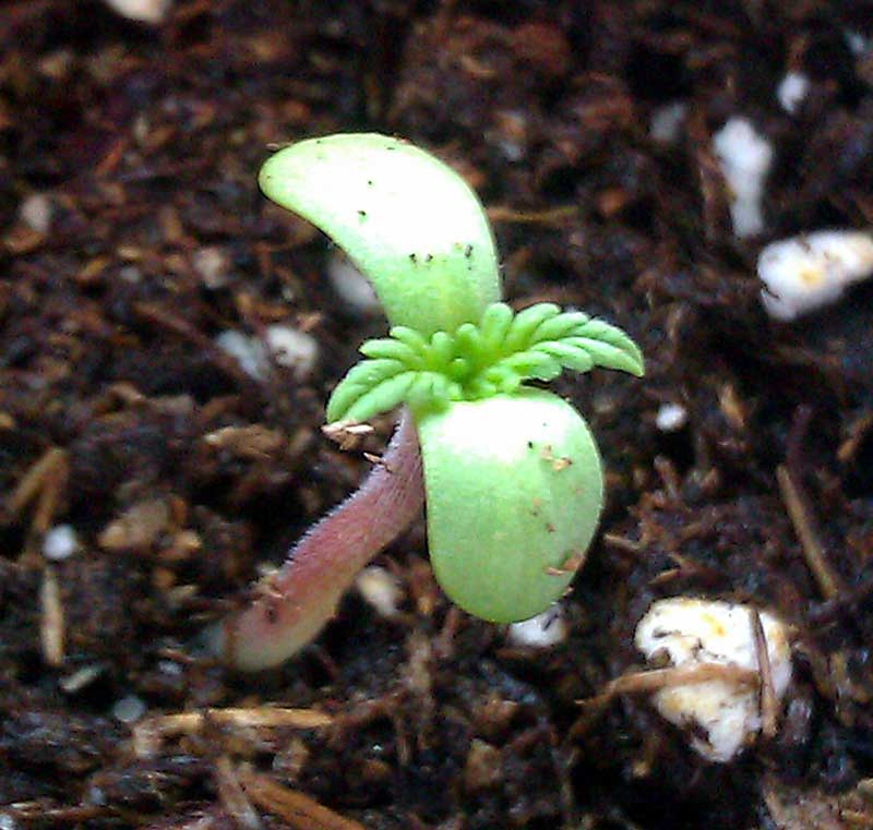 seedling-soil.jpg