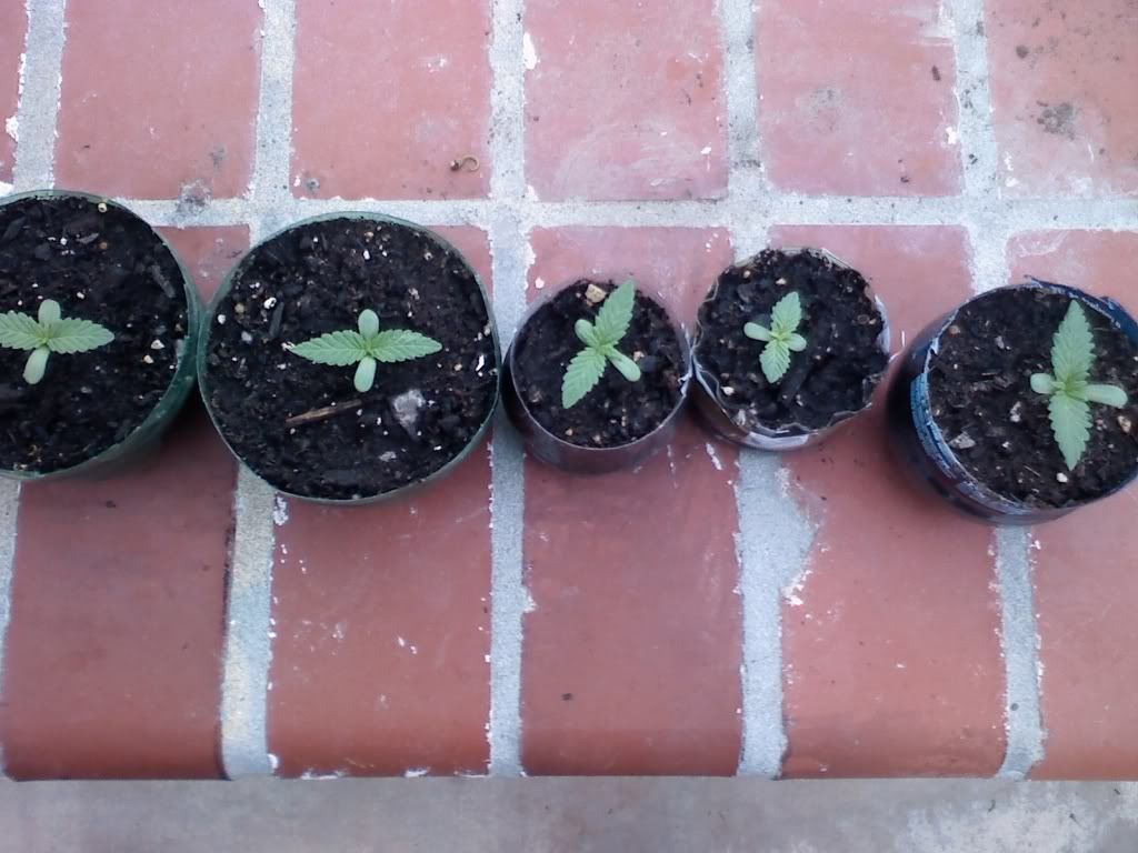 CHRONICSPROUTS.jpg