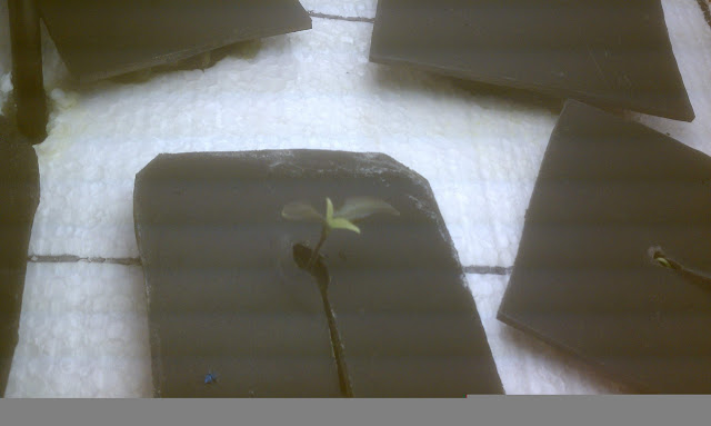 IMAG0119.jpg