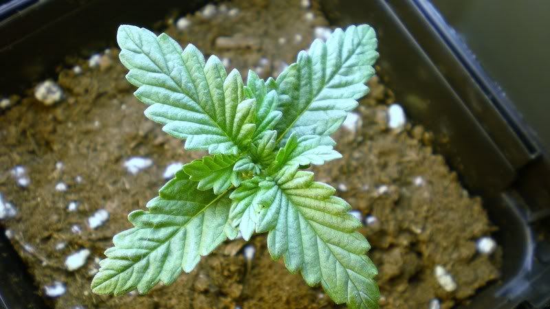 Plant2-7-August21st.jpg