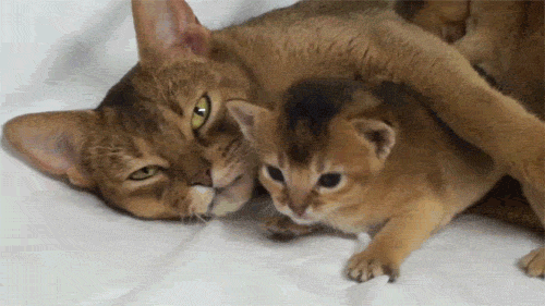 tumblr_mqnvnp9LkQ1snpppzo1_500.gif