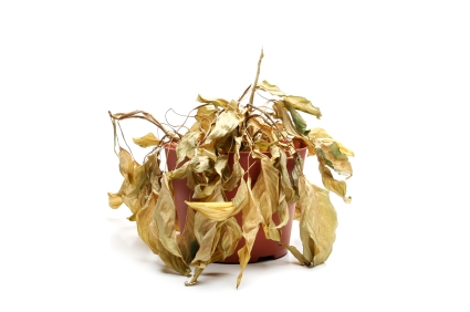 dead_plant2.jpg