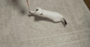 gifs_15.gif