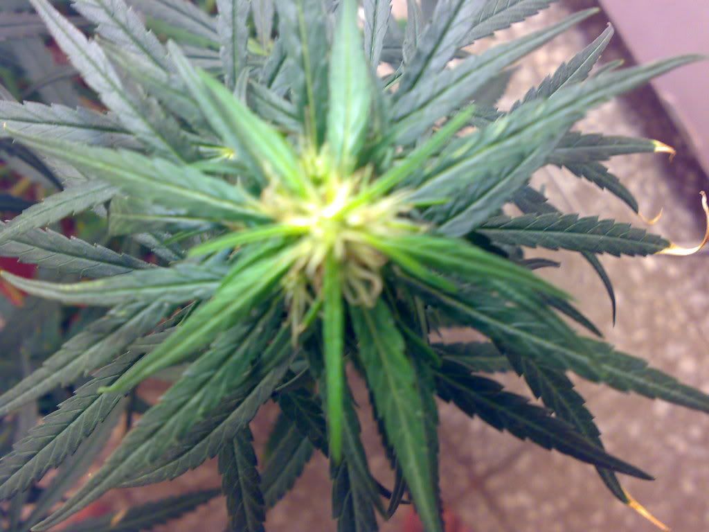 22032009702.jpg