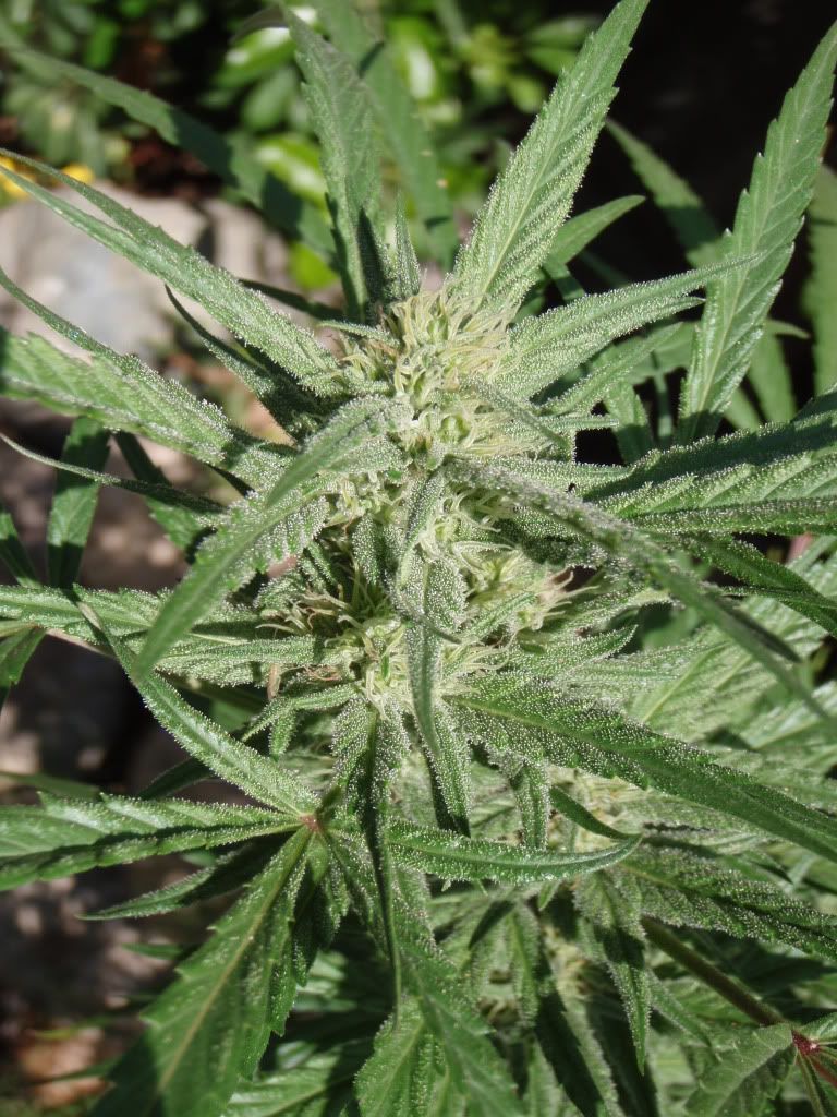 bluedream1.jpg