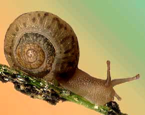 snail2.jpg