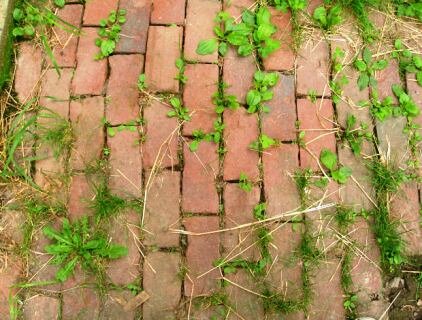 weeds-how-to-kill-weeds-in-brick-path.jpg