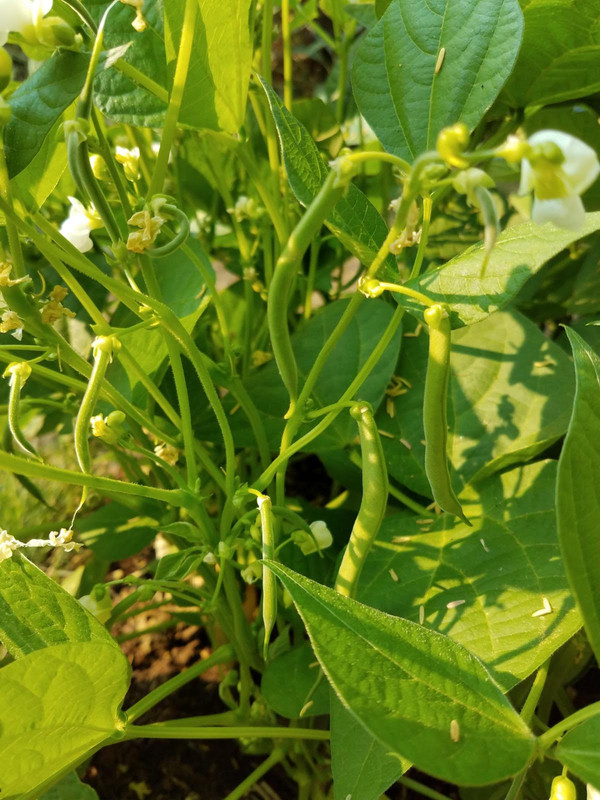 1beanb.jpg