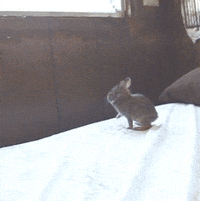 200w.gif