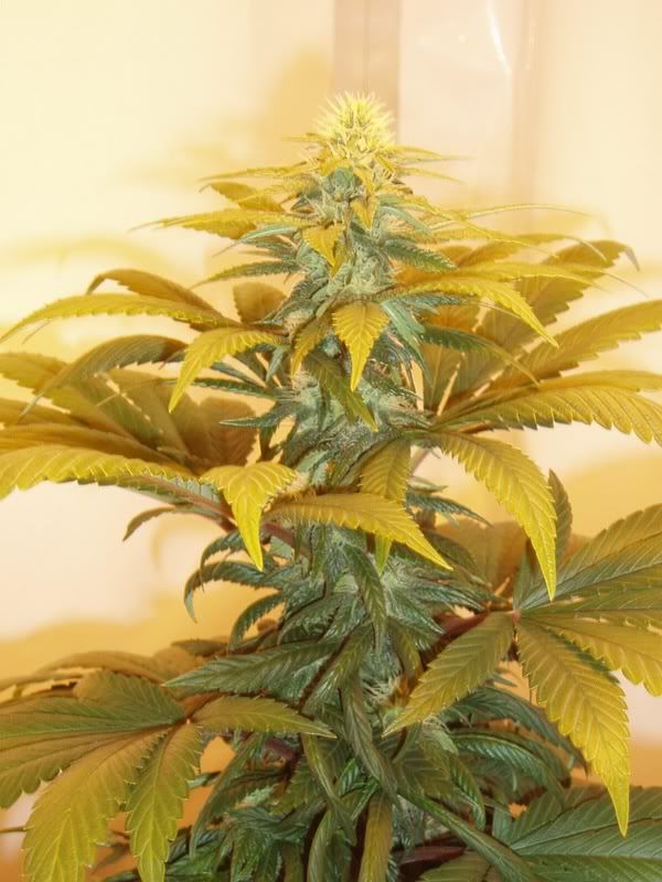 Flower-Day228.jpg