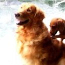 Back_Scratching_Dog.jpg