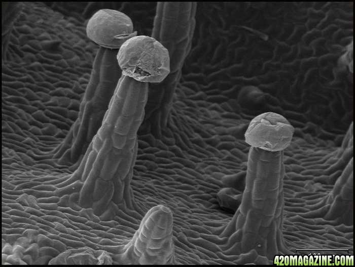 6940trichome_crossec_3.jpg