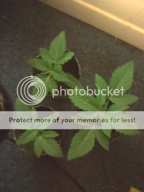 p_00010.jpg