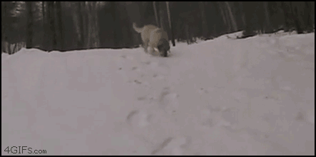 gifs_02.gif