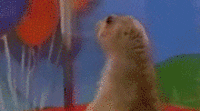 ScckDLkpi7C8M.gif