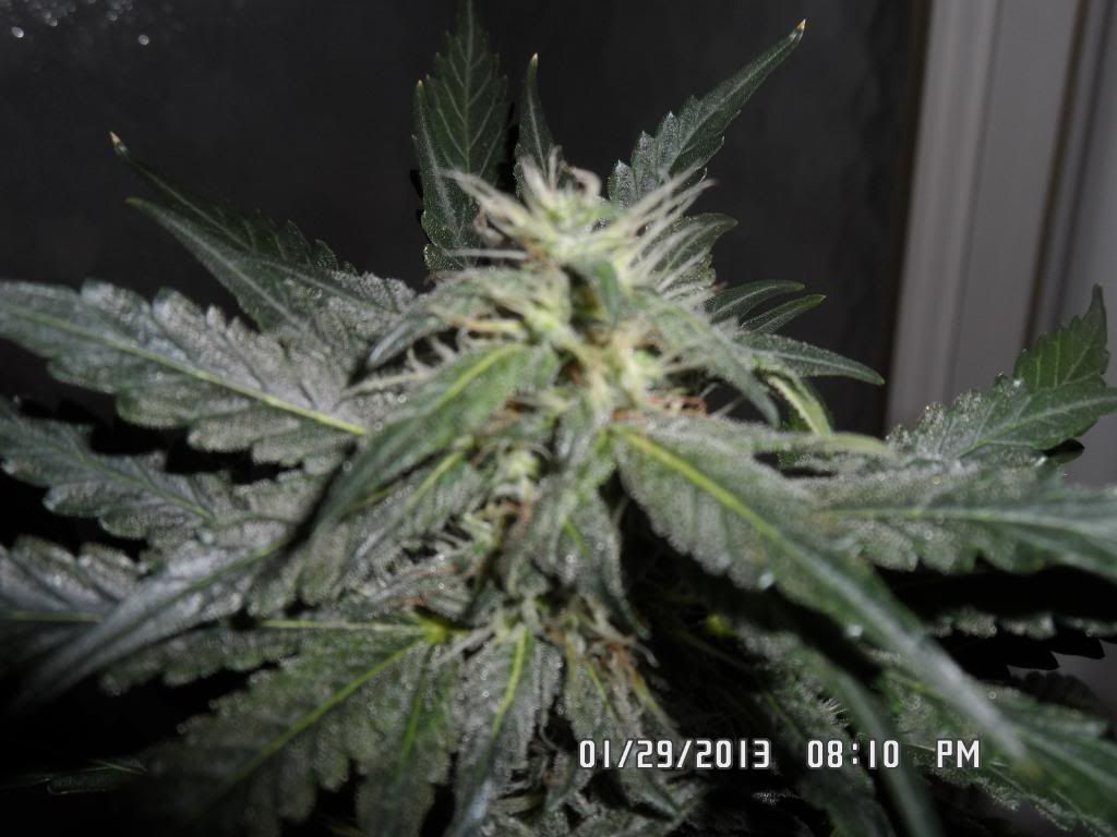 SAM_0649_zpsc0344ea0.jpg