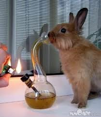stoned2.png