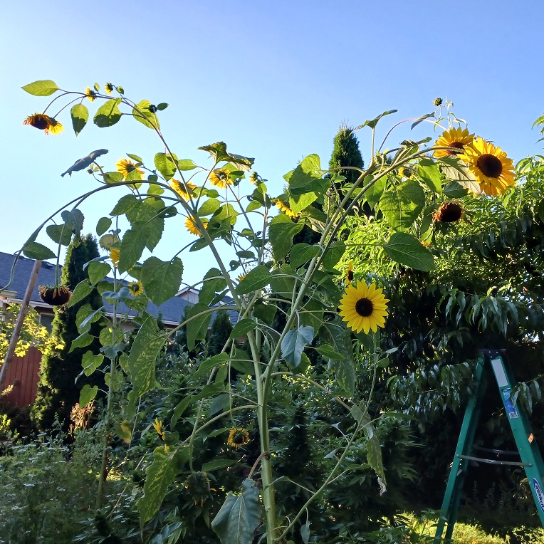 sunflowerprebreak.jpg
