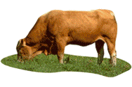 meat2.GIF