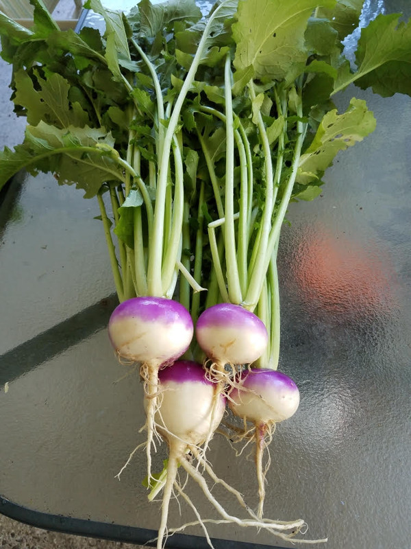 61turnips.jpg