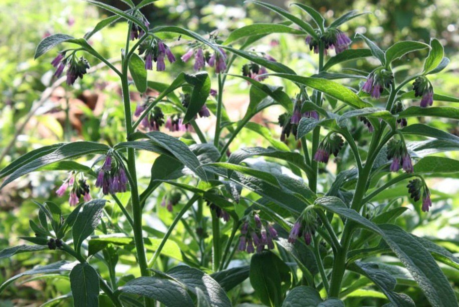 Comfrey 'Bocking 14' - Symphytum x uplandicum growing in the under story of our forest garden. 