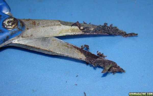 scissorhash.jpg