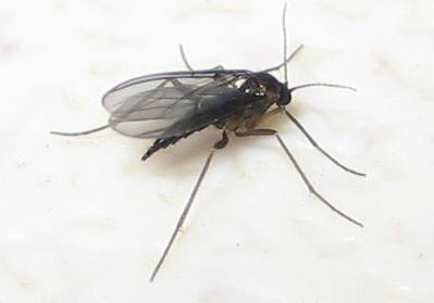 female_fungus_gnat.jpg