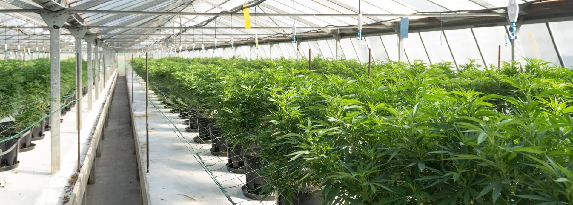 seedsherenow.com