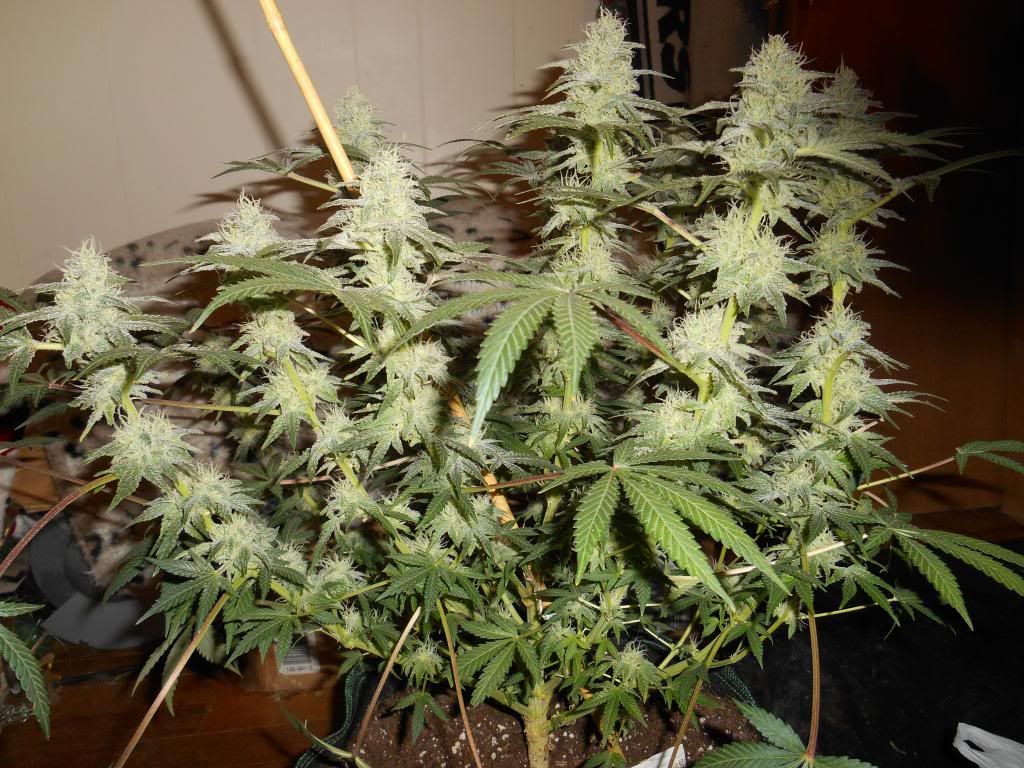 048_zpse12df6f0.jpg