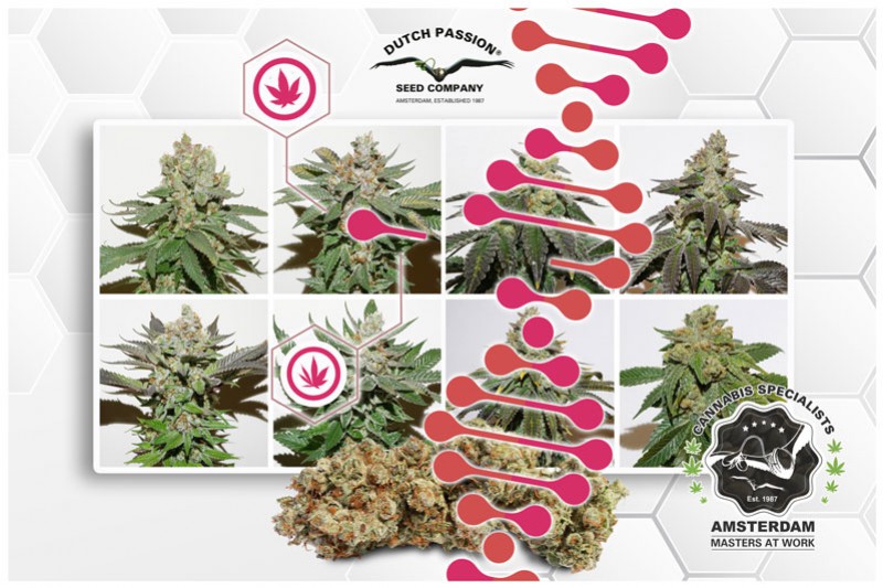dutch-passion.com