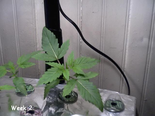 Sample_2.jpg