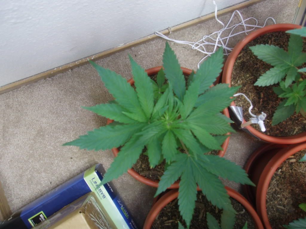 5wk1dyDec23.jpg