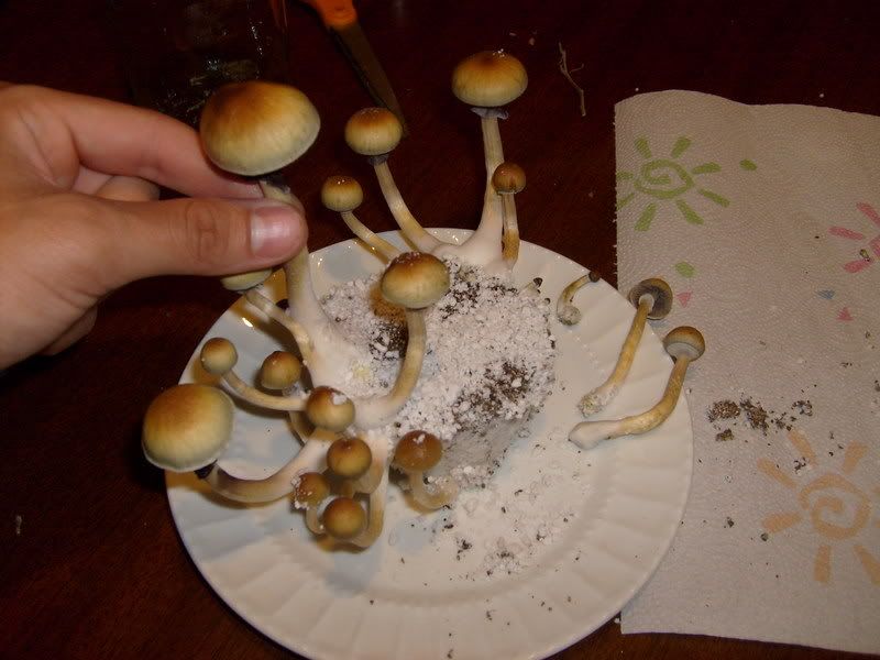 S6301215.jpg