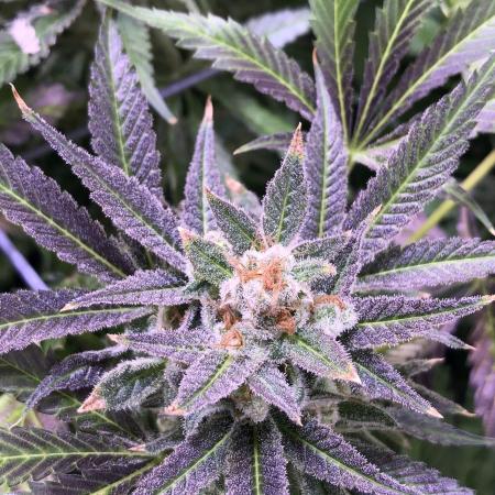 growdiaries.com