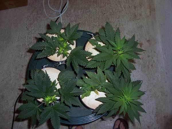 hashberry024.jpg
