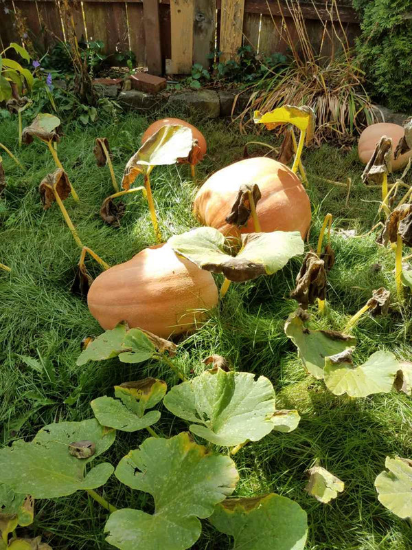 pumpkin914.jpg