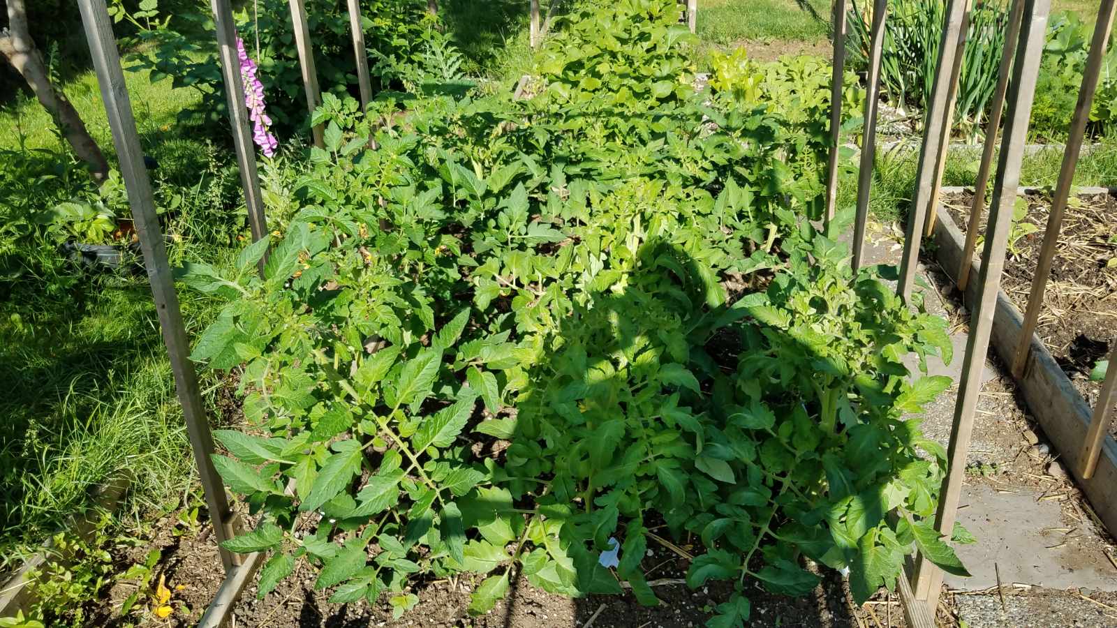 tomatoes63.jpg