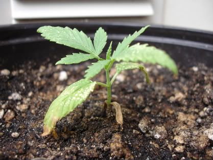 pot2-1.jpg