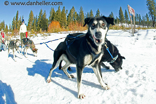 lead-dog-big.jpg