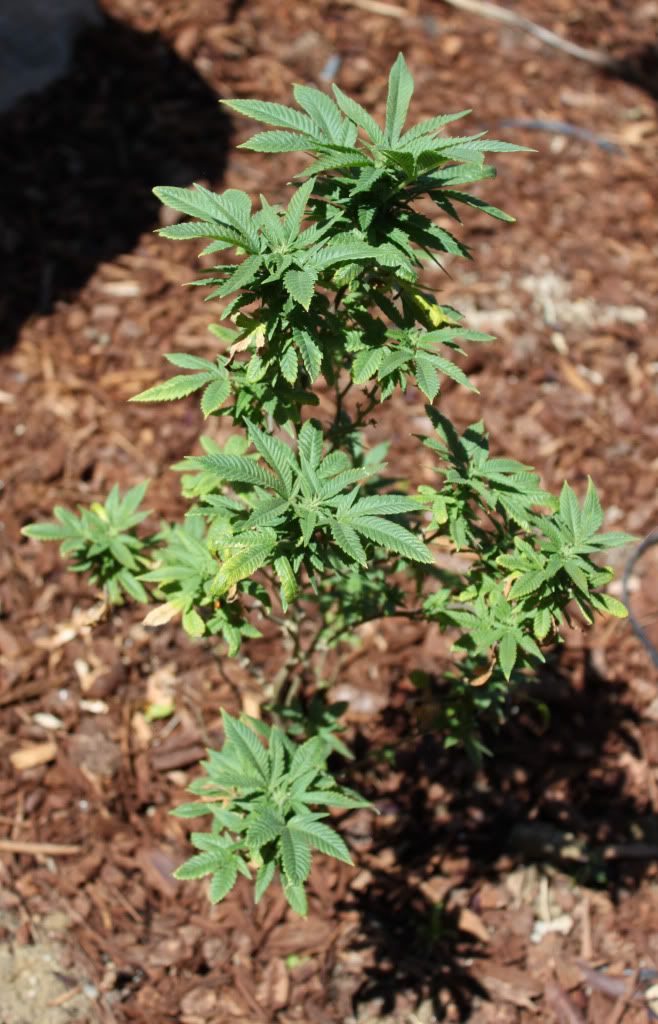 Plant45211.jpg