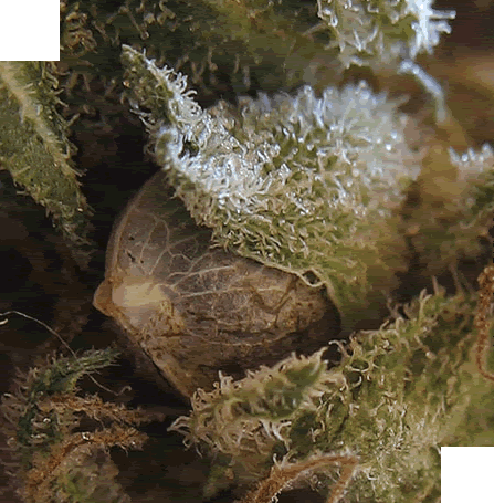 seeds.gif