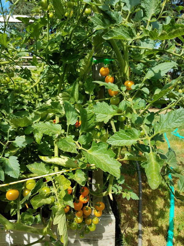 720sungold.jpg