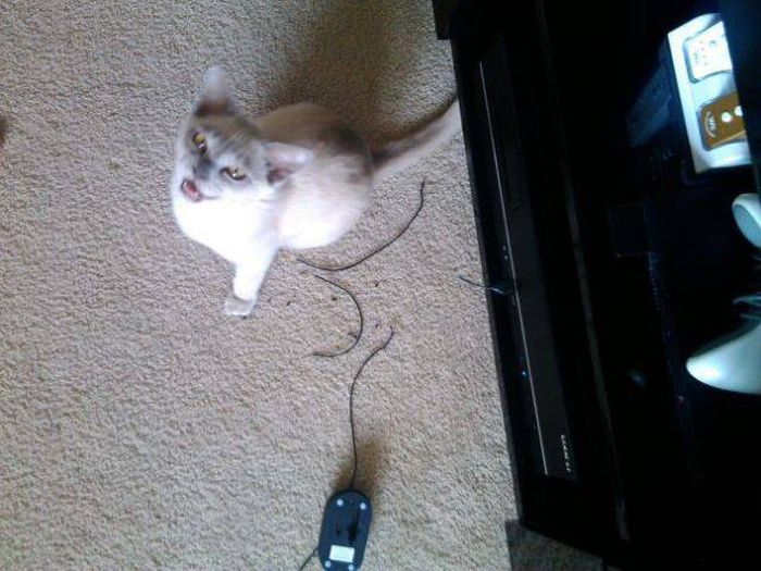 acid_picdump_03.jpg
