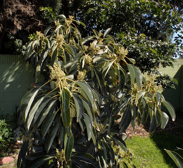 AvoBuds2-2013_zpsd8ced223.png