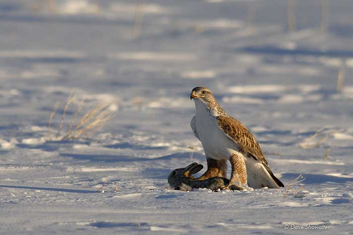 F-hawk-w-rabbit.jpg
