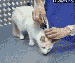 xlxXq.gif
