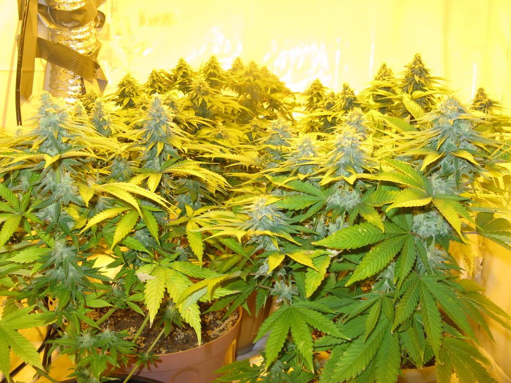 40Daysflowering007.jpg