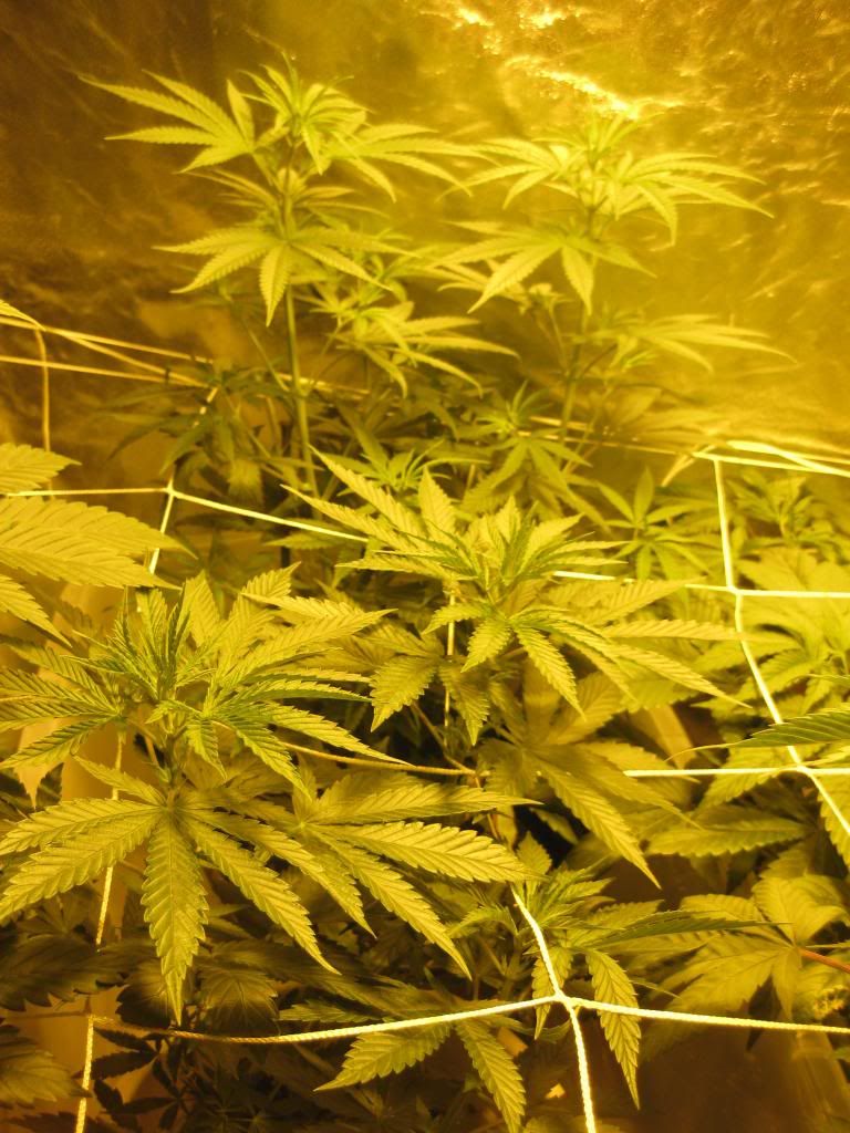 sourpkillkush_zps94985aa9.jpg