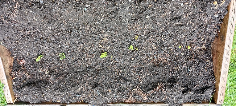 2022419gardenc.jpg