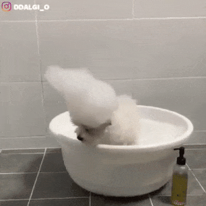 gifs_03.gif